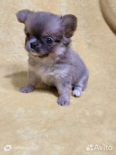 Кукольные чишки