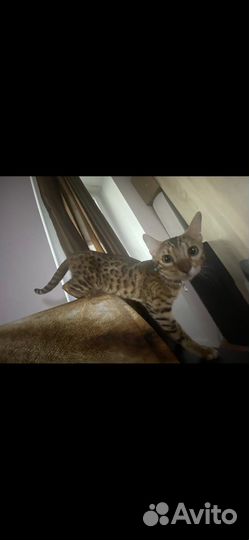 Бенгальская кошка