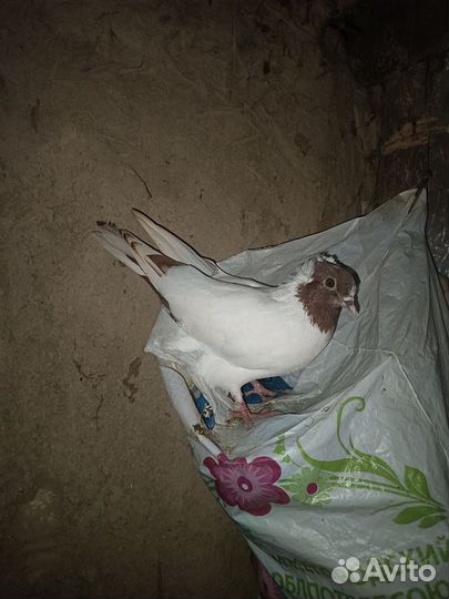 Голуби породистые