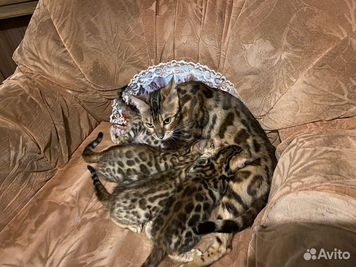 Бенгальские котята