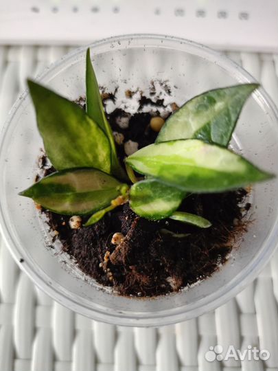 Хойя лакуноза вариегатная