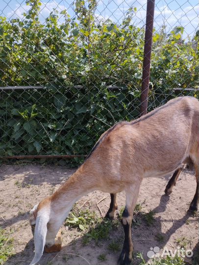 Козы нубийские, альпийские