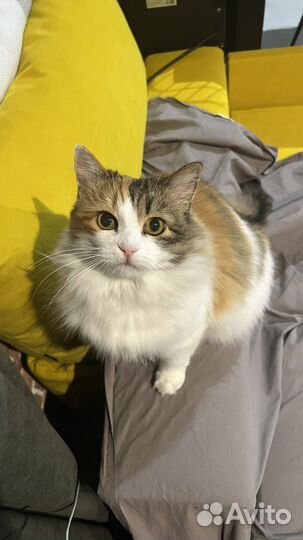 Домашняя кошка