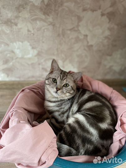 Британский кот на вязку