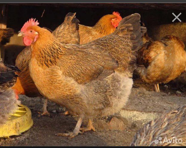 Цыплята австролорпа и кучинской юбилейной