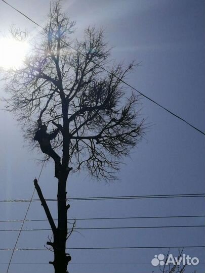 Спил,валка деревьев