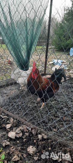 Куры петухи