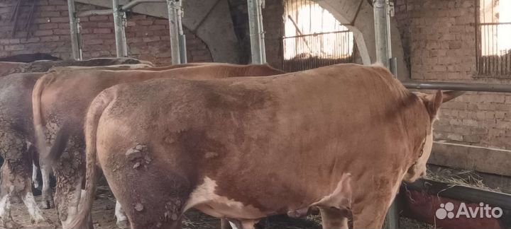 Быки сименталы