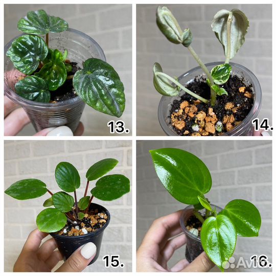 Пеперомии сортовые