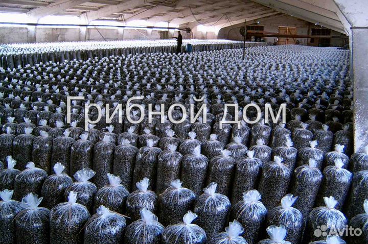 Грибные блоки вешенки на лузге подсолнечника