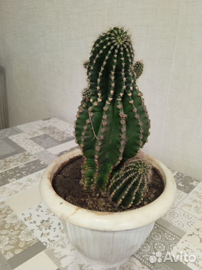 Комнатный цветок кактус