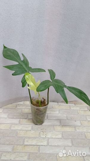 Продаю цветы