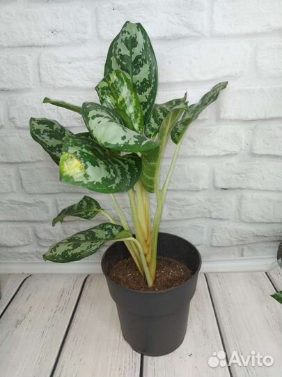 Аглаонема dawn's delight