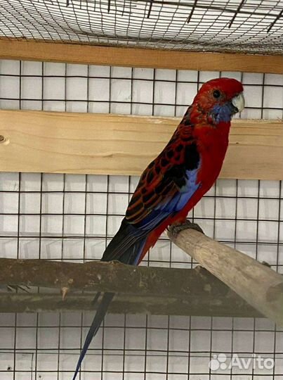 Бернардовые попугаи и розеллы