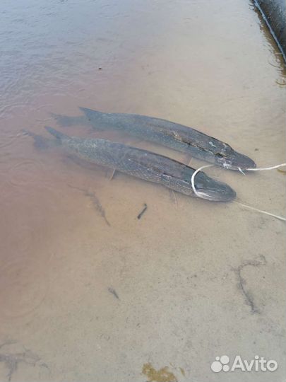 Водный транспорт