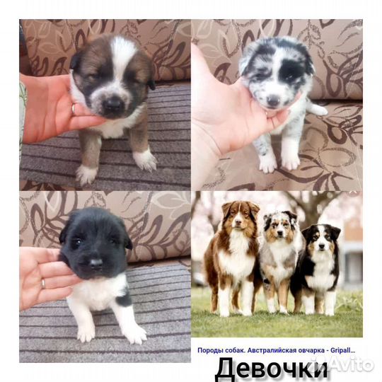 Австралийская овчарка