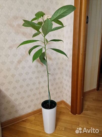 Авокадо. Москва. Балашиха