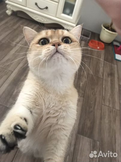 Шотландская золотая шиншилла вязка