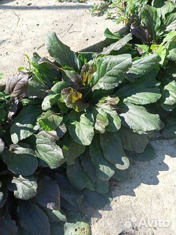 Живучка ползучая - Аюга