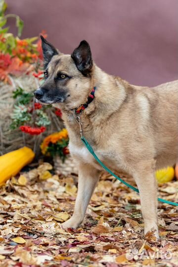 Собака Рози