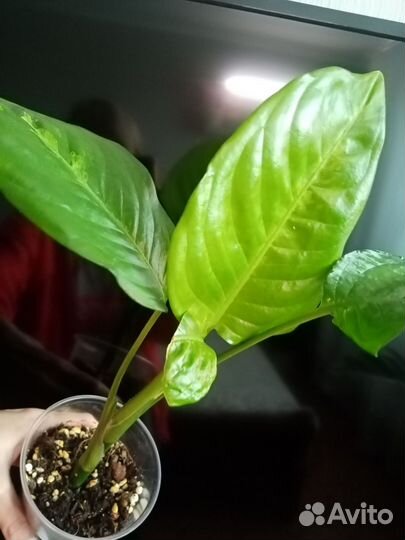 Диффенбахия Macrofilla variegata