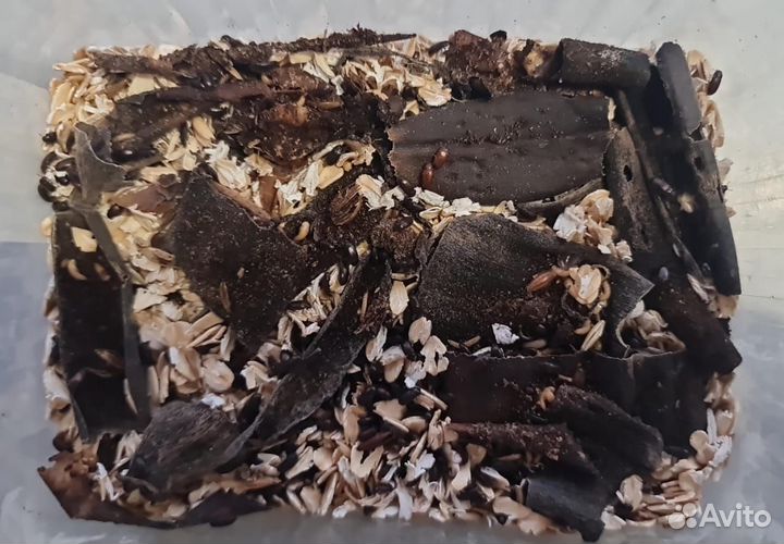 Личинки и жуки знахаря (чернотелка)