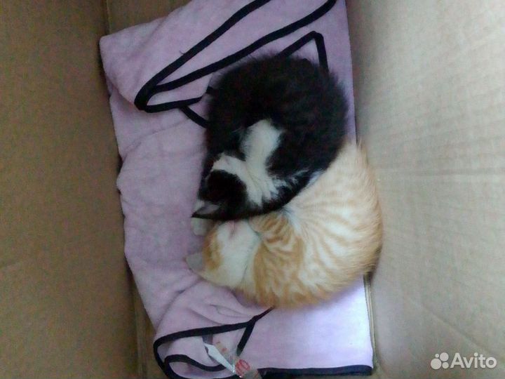 Отдам бесплатно