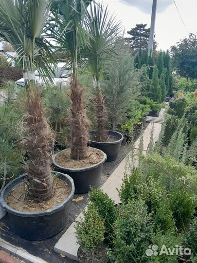 Пальма веерная