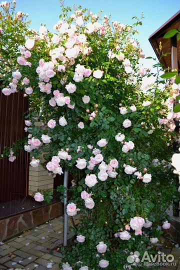 Роза плетистая Нью Даун