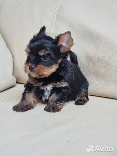 Йоркширский терьер