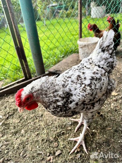 Инкубационное яйцо Пушкинская