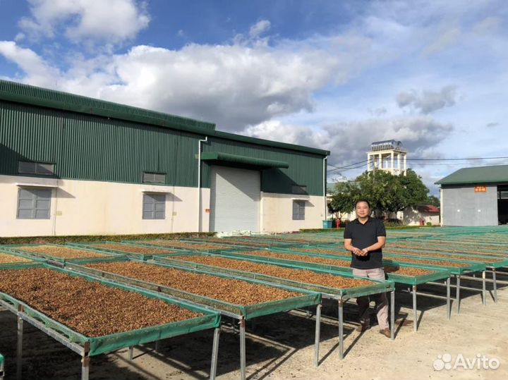 Зеленый кофе оптом