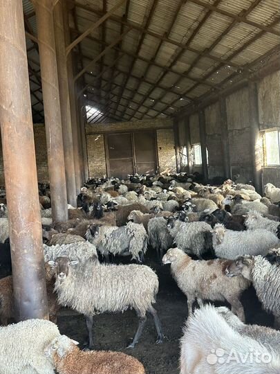 Овцы и барашки