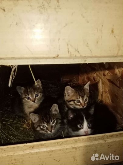 Котятки