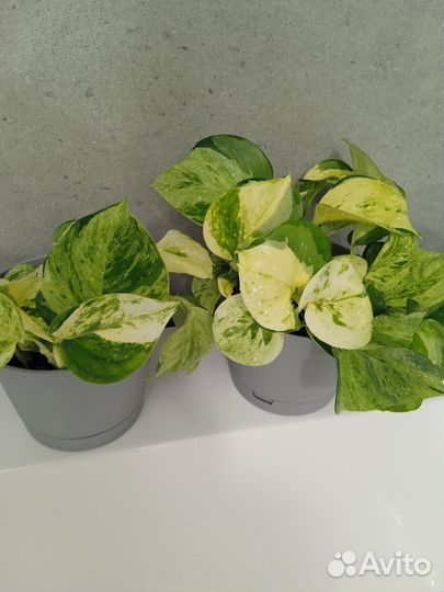 Эпипремнум