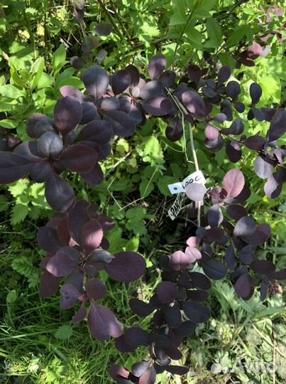 Барбарис тунберга