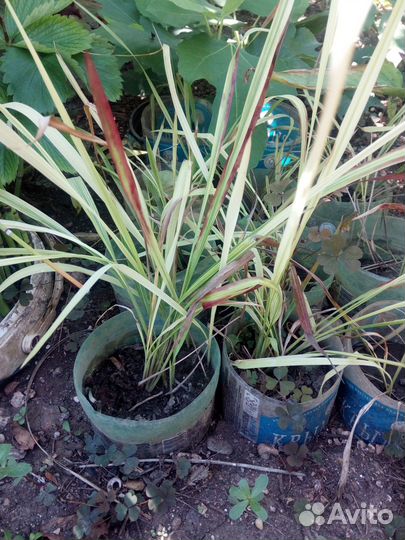 Императа ред барон, юкка голубая