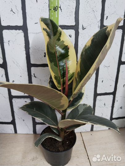 Фикус эластика