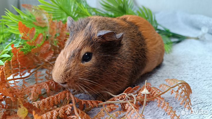 Морские свинки