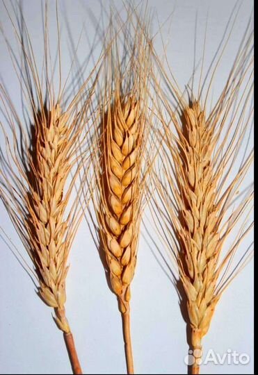 Зерно пшеница ячмень