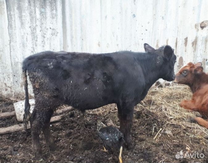 Бычок и телка