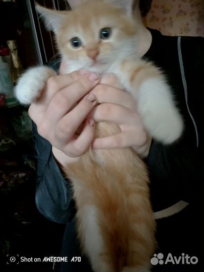 Котята в добрые руки мальчики