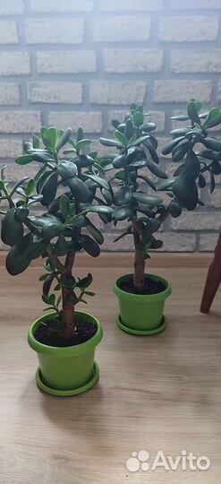 Крассула толстянка