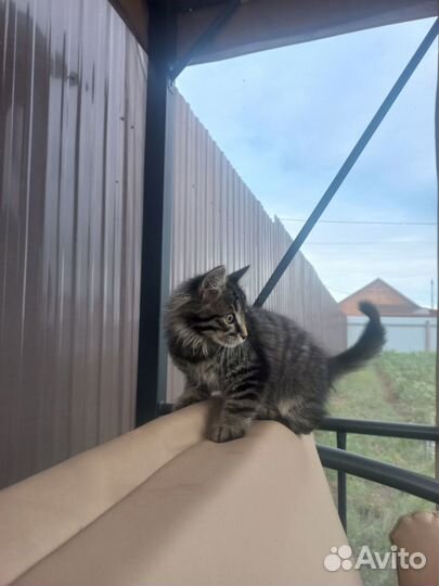 Отдам в хорошие руки