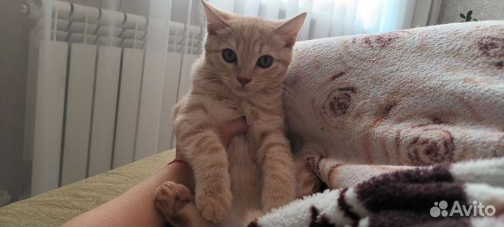 Отдам кота