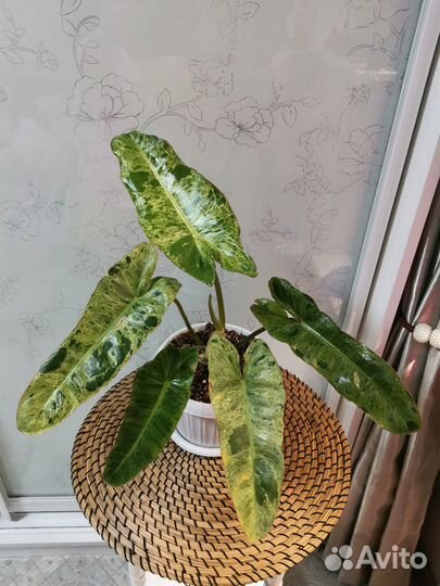 Филодендрон Paraiso Verde мраморный