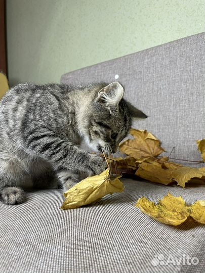 Котенок Валера 2 месяца