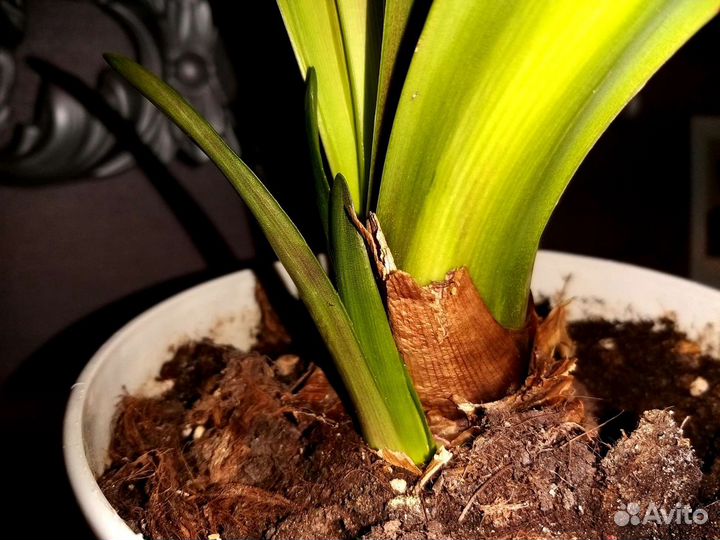 Гиппиаструм