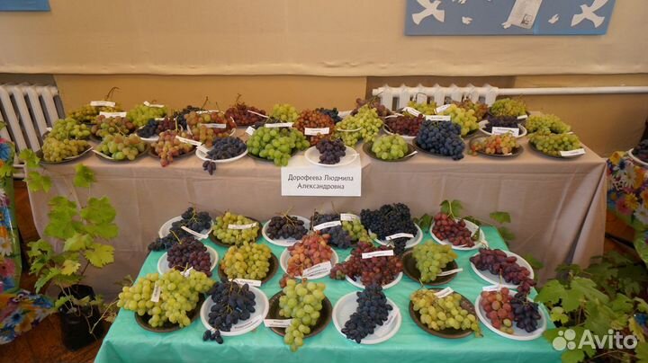 Виноград саженцы