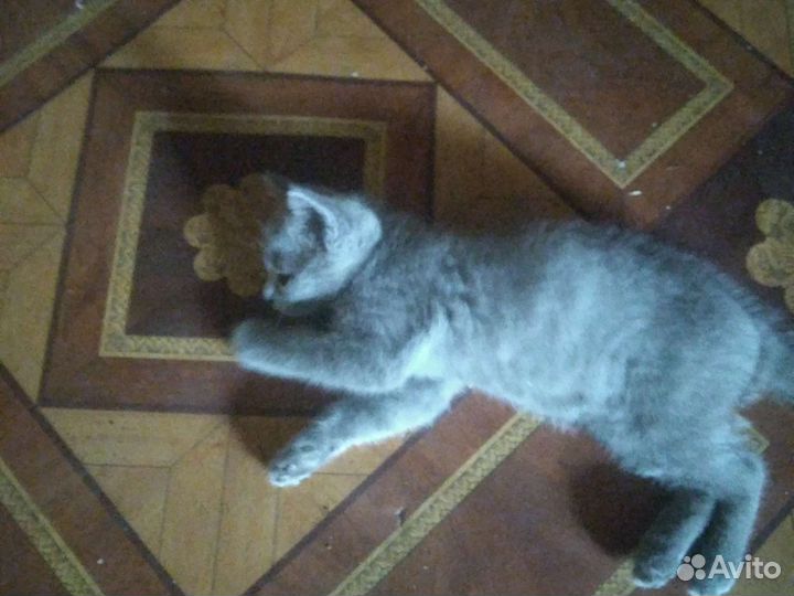 Британские котята
